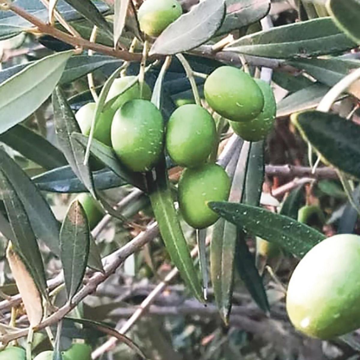 Heiress Division: Oil vs&nbsp;Olive