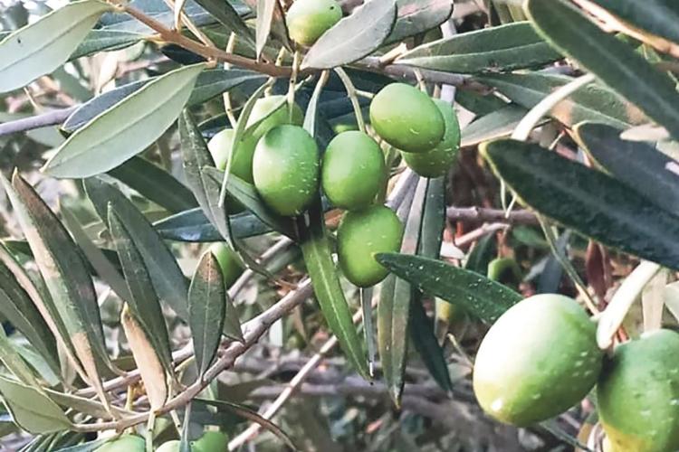 Heiress Division: Oil vs&nbsp;Olive